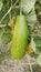 Calabash or Bottle Gourd garden at Gokulpur, Kataganj, Nadia, West Bengal, India, PON -