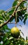 Calabash fruit hanging from branch