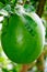 Calabash fruit on a tree