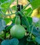 Calabash Gourd, Bottle Gourd is a plant that has a beautiful shape Shaped like a bottle, is growing in the garden.