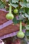 Calabash gourd plant fruits