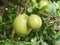 Calabash India fruit Ready to eat From the tree In the garden Bright red Combination