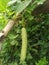 Calabash Lagenaria siceraria, also known as bottle gourd, white-flowered gourd in madhubani india