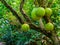 Calabash tree bearing big fruits, popular tropical fruiting plant, exotic specie from America