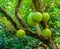 Calabash tree bearing big fruits, tropical fruiting plant, exotic specie from America, nature background