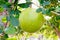 Calabash Tree and Fruit