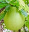 Calabash Tree and Fruit