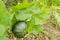 Calabaza or Kalabasa Pumpkin Among Vine Leaves