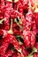 Calabrian dried red chillies for cooking