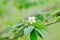 Calabura, Jam tree or Jamaican cherry or Malayan Cherry or Muntingia calabura L or MUNTINGIACEAE or West Indian Cherry plant with