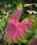 Caladium Araceae a pink green leaf