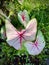 Caladium Araceae a pink green leaf