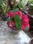 Caladium beret type plants, the beauty of the leaves is very enchanting for indoor and outdoor