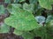 Caladium bicolor or colocasia esculenta or taro plant and leaves with red and white dots