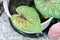 Caladium bicolor, Fancy Leaf Caladium or Caladium Ming Mongkol and rain drop