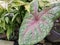 Caladium bicolor houseplants are green in color with beautiful pink hues