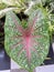 Caladium bicolor houseplants are green in color with beautiful pink hues