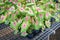 Caladium bicolor leaf plant, colorful leaves in pot ornamental plant in the garden various kinds queen of the leaf plants, spotted