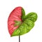 Caladium bicolor leaf or Queen of the Leafy Plants, Bicolor foliage isolated on white background