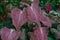 Caladium bicolor with pink and green leaves or Florida Sweetheart