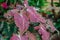 Caladium bicolor with pink and green leaves or Florida Sweetheart