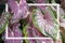 Caladium bicolor with pink leaf and green veins Florida Sweetheart, Pink Caladium foliage background with White frame