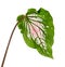 Caladium bicolor with pink leaf and green veins Florida Sweetheart, Pink Caladium foliage isolated on white background