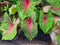 Caladium Bicolor Plant or Big Leaf with group on the ground for gardening in house