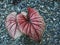 Caladium bicolor or qeen of leaves on board background
