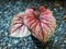 Caladium bicolor or qeen of leaves on board background