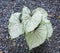 Caladium bicolor or qeen of leaves on board background