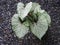 Caladium bicolor or qeen of leaves on board background