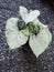 Caladium bicolor or qeen of leaves on board background