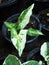 Caladium bicolor or qeen of leaves on board background