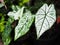 Caladium bicolor or qeen of leaves in pot