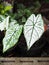 Caladium bicolor or qeen of leaves in pot