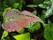 Caladium bicolor or qeen of leaves in pot