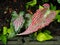 Caladium bicolor or qeen of leaves in pot