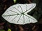 Caladium bicolor or qeen of leaves in pot