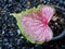 caladium bicolor or qeen of leaves in pot