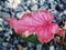 caladium bicolor or qeen of leaves in pot