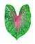 Caladium bicolor red star green leaf white background isolated, fancy colorful pink leaves, tropical plant heart shape foliage