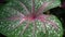 Caladium bicolor tropical decorative pink color plant with heart shape leave