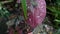 Caladium bicolor tropical decorative pink dark red purple color plant with heart shape leave