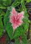 Caladium bicolor vent leaves