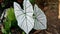 Caladium bicolor or White caladium ornamental plant