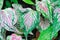 Caladium ,Caladium ThaiBeauty or Dieffenbachia seguine or Caladium bicolor or Araceae or pink leaf
