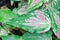 Caladium ,Caladium ThaiBeauty or Dieffenbachia seguine or Caladium bicolor or Araceae or pink leaf