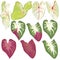 Caladium collection