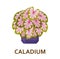 Caladium. Decorative houseplant in pot. Florist indoor tree or interior flowerpot. Vector illustration